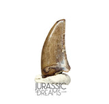 S87 - Finest Quality Dromaeosaurid Raptor Theropod Dinosaur Tooth - Judith River Fm