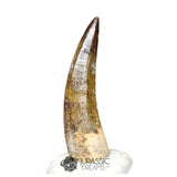 20185 - Nicely Preserved Large Suchomimus tenerensis Dinosaur Tooth IN CATAWIKI AUCTION NOW