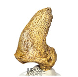 S376 - Amazing Huge Ice Age Cave Bear (Ursus spelaeus) Claw - Upper Pleistocene