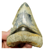 T132 - Finest Serrated 3.70'' Megalodon Tooth from Rare Indonesia Location