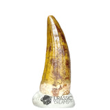 20183 - Gem Grade Suchomimus tenerensis Dinosaur Tooth - Cretaceous Elrhaz Fm IN CATAWIKI AUCTION NOW