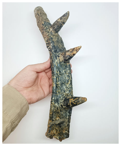 1211 Museum Grade afer Oldest Ankylosaurian Dinosaur Par