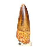 20392 - Nicely Preserved Spinosaurus aegyptiacus Dinosaur Tooth IN CATAWIKI AUCTION NOW