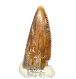 S69 - Top Rare Majungasaurus crenatissimus Abelisaurid Dinosaur PREMAXILLARY Tooth