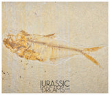 S271 - Nicely Preserved "Diplomystus dentatus" Fossil Fishs - Eocene Age from USA