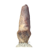 J204 - Top Rare Killer Unidentified Theropod Dinosaur Claw - Lower Cretaceous Elrhaz Fm