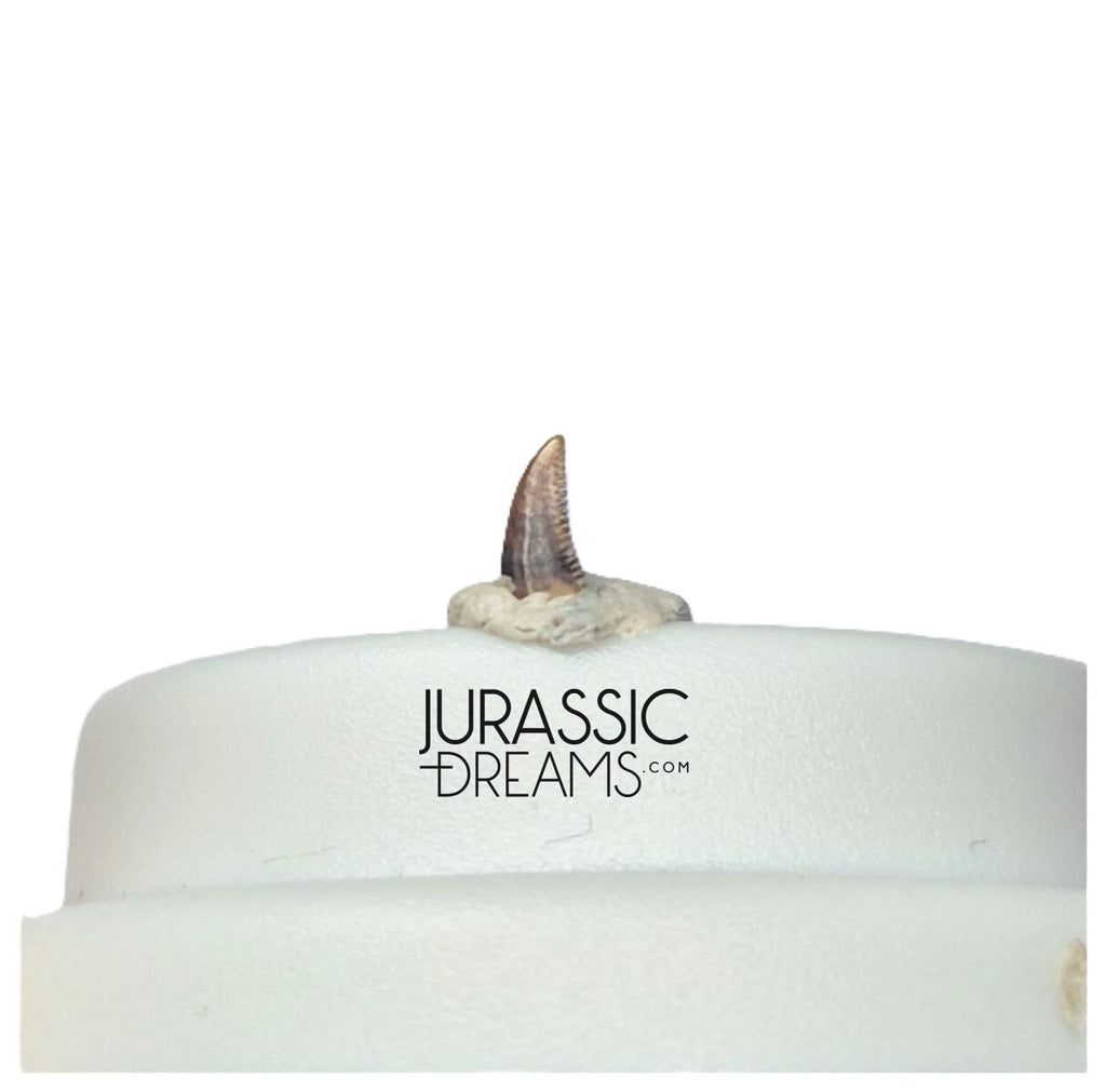 S331 - Tiny Lovely Dromaeosaurid Raptor Theropod Dinosaur Tooth - Judith River Fm