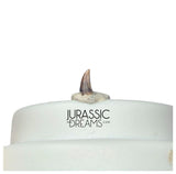 S331 - Tiny Lovely Dromaeosaurid Raptor Theropod Dinosaur Tooth - Judith River Fm