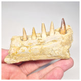 1517 - Museum Grade Juvenile Spinosaurus Dinosaur Right Hemi dentary jaw- Cretaceous KemKem Beds