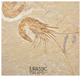 S321 - Nice Association of 2 Fossil Shrimps "Carpopenaeus sp" Mass Mortality Plate - Cretaceous Lebanon