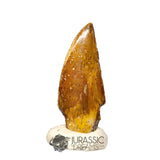 20414 - Nicely Preserved Kryptops palaios Abelisaurid Theropod Dinosaur Tooth IN CATAWIKI AUCTION NOW
