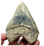 J568 - Gem Grade Killer Blue Megalodon Tooth from Rare Indonesia Location