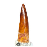 20213 - Gem Grade Spinosaurus aegyptiacus Dinosaur Tooth - Cretaceous KemKem Beds IN CATAWIKI AUCTION NOW