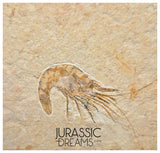 S267 - Nicely Preserved Fossil Shrimp "Carpopenaeus sp" - Cretaceous from Lebanon