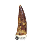 20506- Nicely Preserved Suchomimus tenerensis Dinosaur Tooth