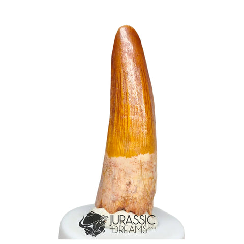 20488 - Nicely Preserved Spinosaurus aegyptiacus Dinosaur Tooth