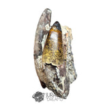 20193 - Outstanding Sarcosuchus imperator Crocodile partial Maxillary - Lower Cretaceous Elrhaz Fm