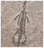 S124 - Superb Top Quality Juvenile Baby Keichousaurus hui Early Triassic Marine Reptile