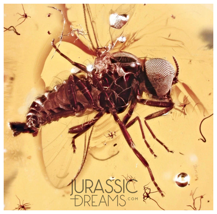 J21 - SUPERB Simuliidae BLACKFLY Fossil Inclusion Genuine BALTIC AMBER + HQ Picture