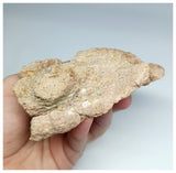 1179 - Museum Grade  Undescribed Pseudosuchia "Dog-faced Crocodile" Left Maxillary