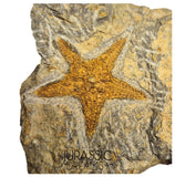 S83 - Nicely Preserved Petraster Ordovician Starfish Tiouririne Formation