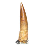 20207 - Nicely Preserved Large Spinosaurus aegyptiacus Dinosaur Tooth IN CATAWIKI AUCTION NOW