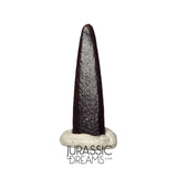 S414 - Top Pristine Nigersaurus taqueti Rebbachisaurid Sauropod Dinosaur Tooth