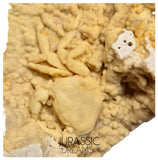 J85 - Top Fossil Crab (Potamon) Preserved in Travertine - Turkey Location