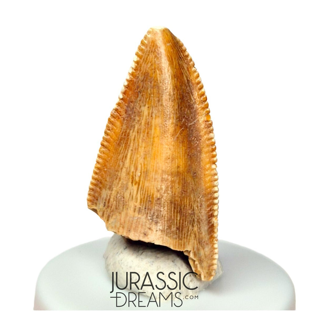 S142 - Top Rare Majungasaurus crenatissimus Abelisaurid Dinosaur PREMAXILLARY Tooth