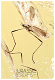 J16 - Great Looking CRANE FLY Limoniidae Fossil Inclusion Genuine BALTIC AMBER + HQ Picture