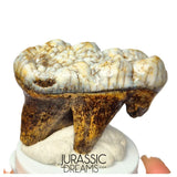 S306 - Gem Grade Huge Ice Age Cave Bear (Ursus spelaeus) Upper Molar Tooth (M2) - Pleistocene