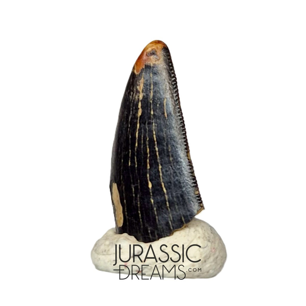 S102 - Juvenile Tyrannosaur Dinosaur Tooth Tip - Judith River Fm