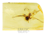 J10 - Large Nice ANT Formicidae Fossil Inclusion Genuine BALTIC AMBER + HQ Picture