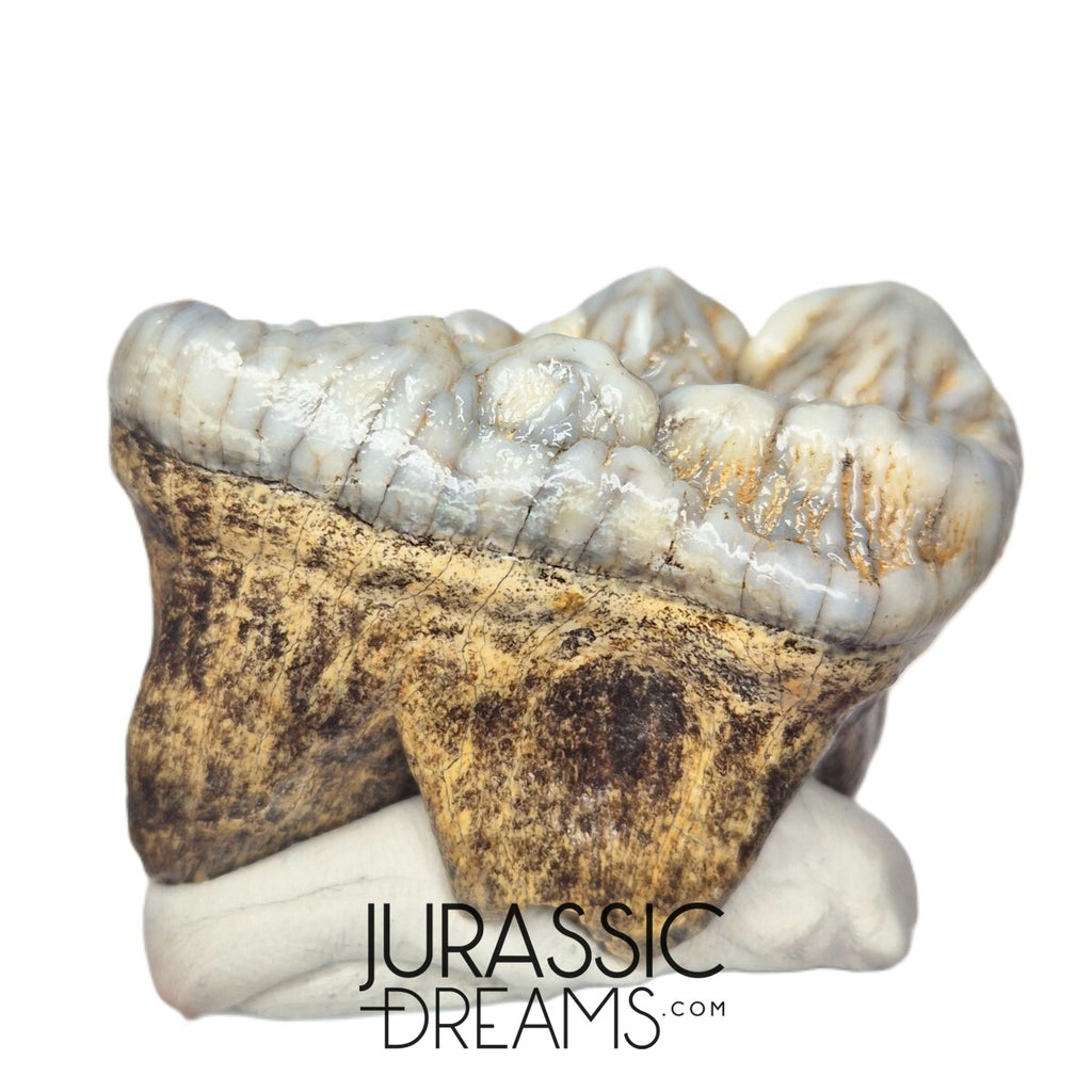 S234 - Gem Grade Huge Ice Age Cave Bear (Ursus spelaeus) Upper Molar Tooth (M2) - Pleistocene