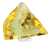 J36 - ENSIGN WASP Evaniidae Fossil Inclusion Genuine BALTIC AMBER + HQ Picture