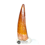 20287 - Nicely Preserved Spinosaurus aegyptiacus Dinosaur Tooth - Cretaceous KemKem Beds IN CATAWIKI AUCTION NOW