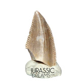 S217 - Top Rare Majungasaurus crenatissimus Abelisaurid Dinosaur PREMAXILLARY Tooth