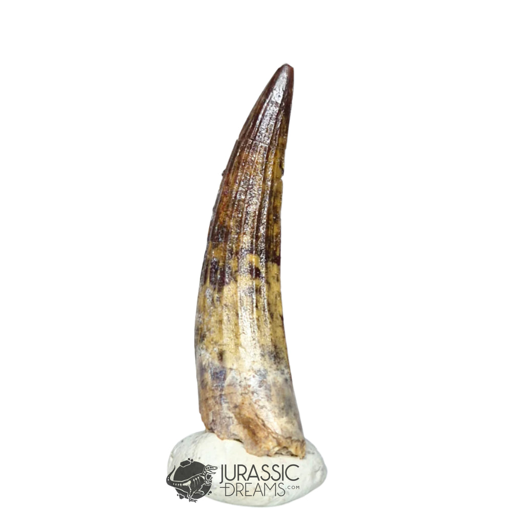 20294- Nicely Preserved Suchomimus tenerensis Dinosaur Tooth IN CATAWIKI AUCTION NOW