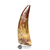 20426- Nicely Preserved Suchomimus tenerensis Dinosaur Tooth IN CATAWIKI AUCTION NOW
