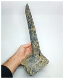 1154 - Museum Grade Unique Spicomellus afer Oldest Ankylosaurian Dinosaur Dermal Spike - El Mers Fm
