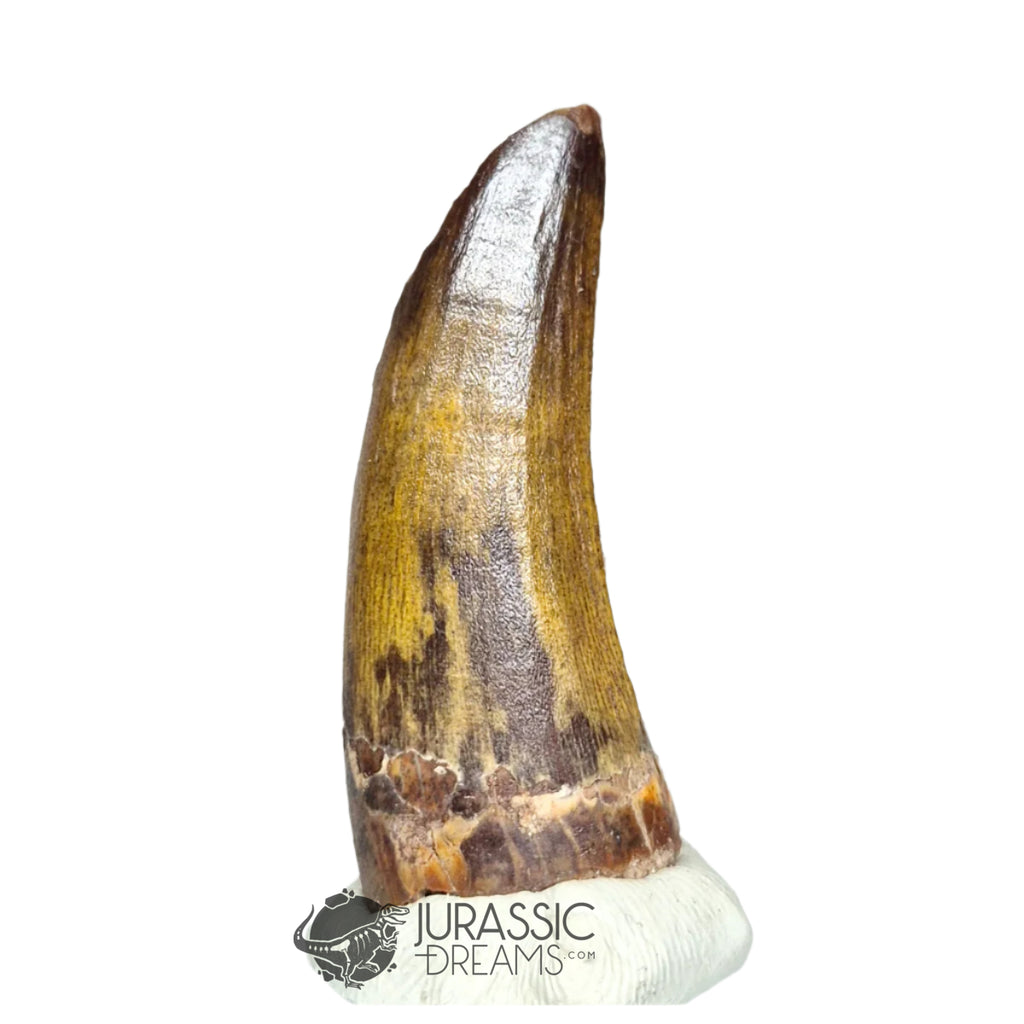 20257 - Nicely Preserved Suchomimus tenerensis Dinosaur Tooth IN CATAWIKI AUCTION NOW