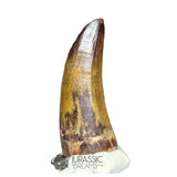20257 - Nicely Preserved Suchomimus tenerensis Dinosaur Tooth IN CATAWIKI AUCTION NOW