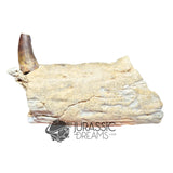 20017 - Unusual Suchomimus tenerensis Spinosaurid Dinosaur Left Hemi dentary IN CATAWIKI AUCTION NOW