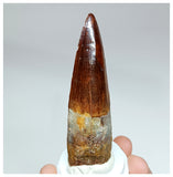 1022 - Gem Grade Spinosaurus aegyptiacus 3.22'' Dinosaur Tooth