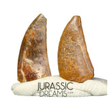 S199 - Set of 2 Nice Rare Kryptops palaios Abelisaurid Theropod Dinosaur Teeth - Elrhaz Fm