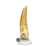 20028 - Nicely Preserved Large Suchomimus tenerensis Dinosaur Tooth IN CATAWIKI AUCTION NOW