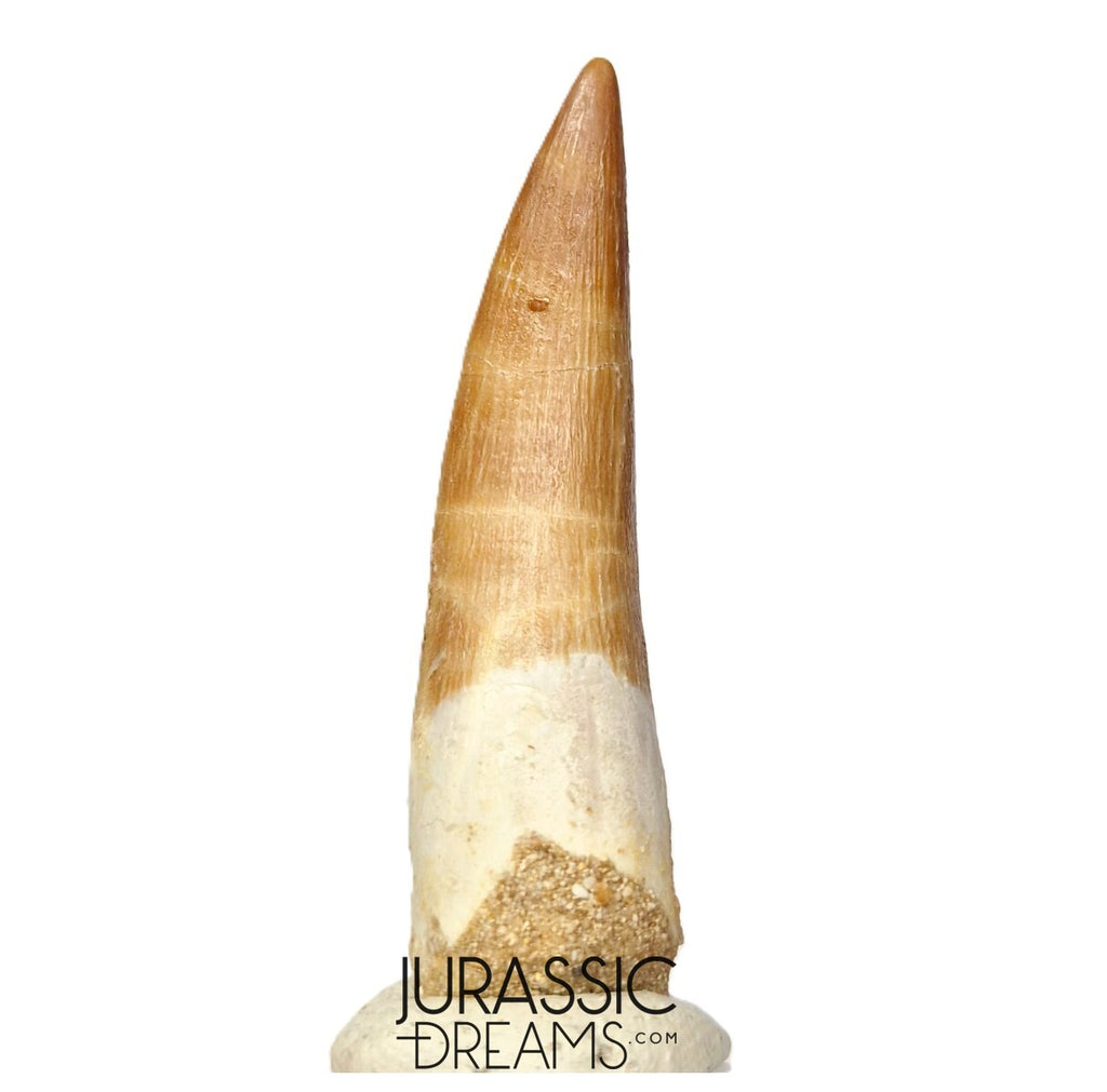 S328 - Stunning Large Zarafasaura oceanis (Elasmosaur) Partially Rooted Tooth - Late Cretaceous