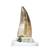 20046- Nicely Preserved Afrovenator abakensis Megalosaurid Dinosaur Tooth Jurassic Tiouraren Fm