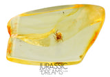 J40 - Nice SPIDER Araneae Fossil Inclusion Genuine BALTIC AMBER + HQ Picture