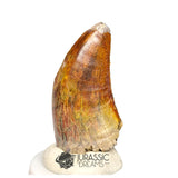 20370 - Nicely Preserved Afrovenator abakensis Megalosaurid Dinosaur Tooth IN CATAWIKI AUCTION NOW